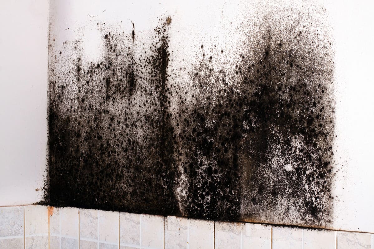 toxic black mold