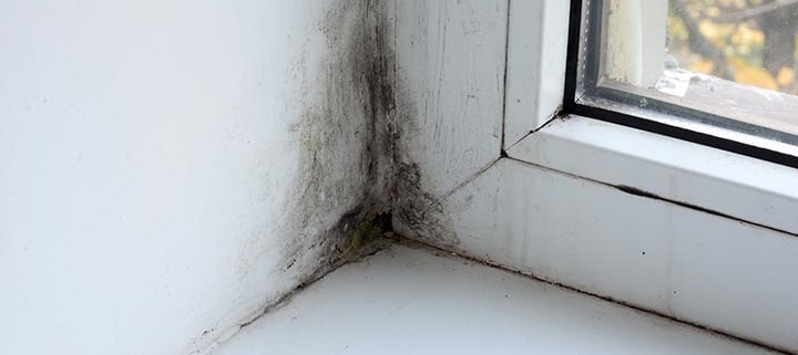 What Does Black Mold in Your Home Look Like?