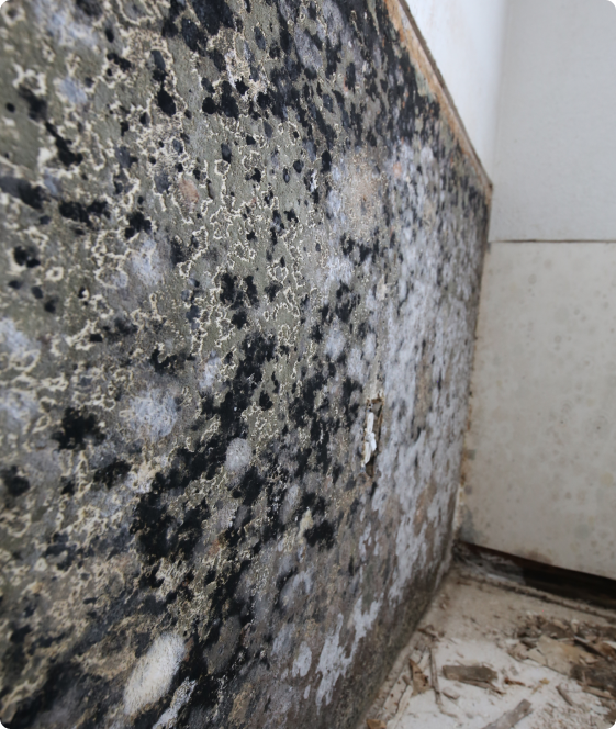 odor removal Services