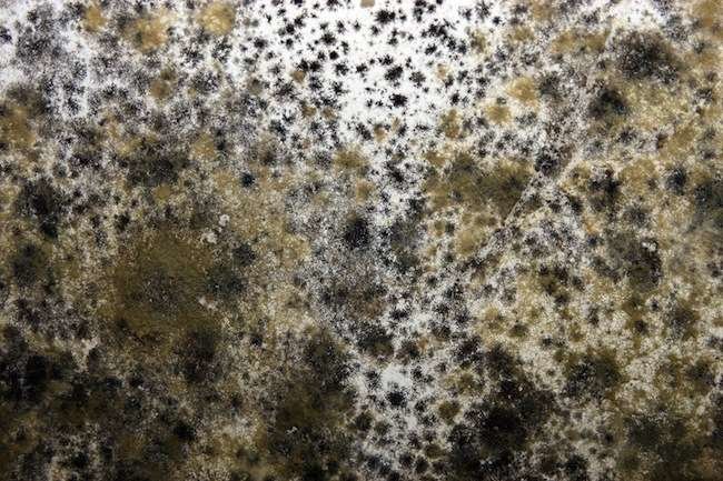 Black Mold