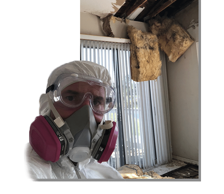 Mold Removal