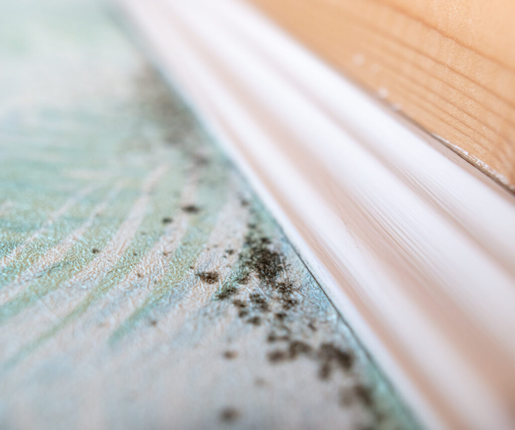 Prevent Mold