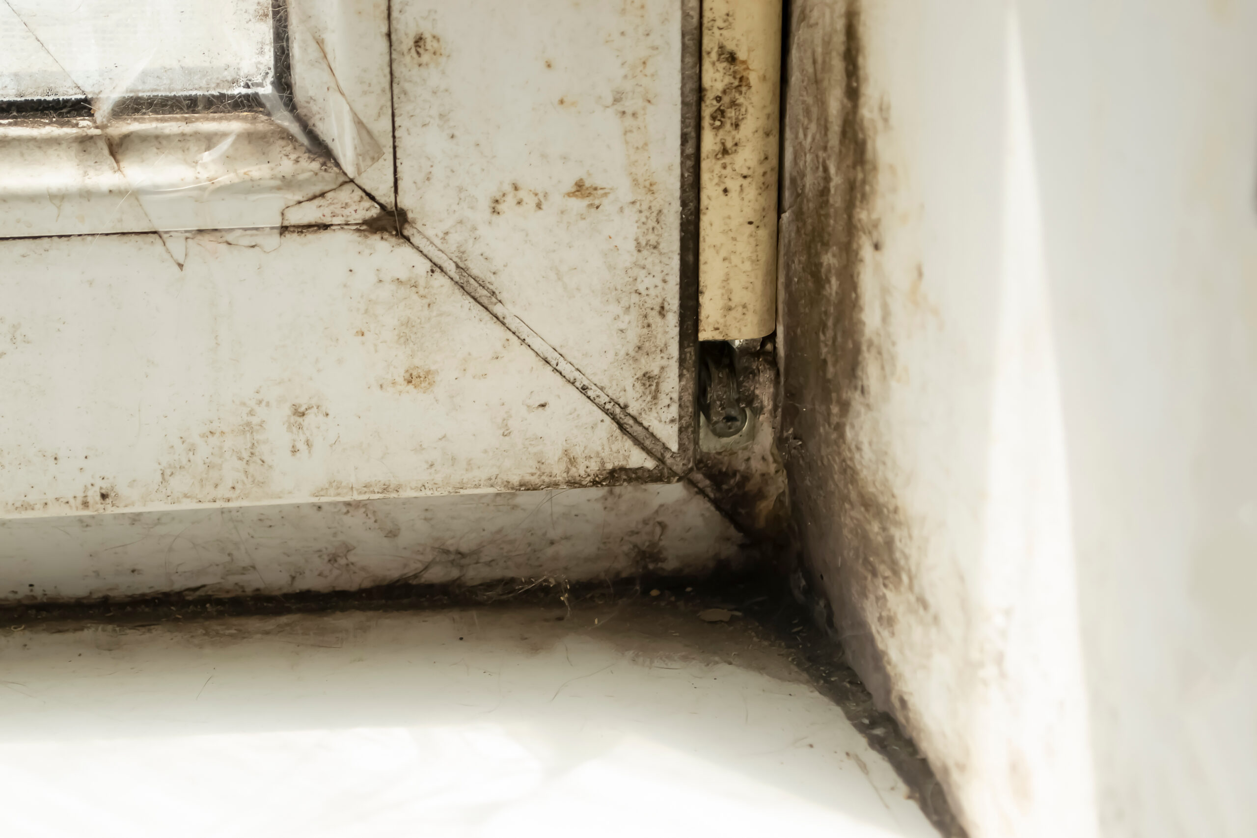 Why Hidden Mold Is a Bigger Problem Than You Think