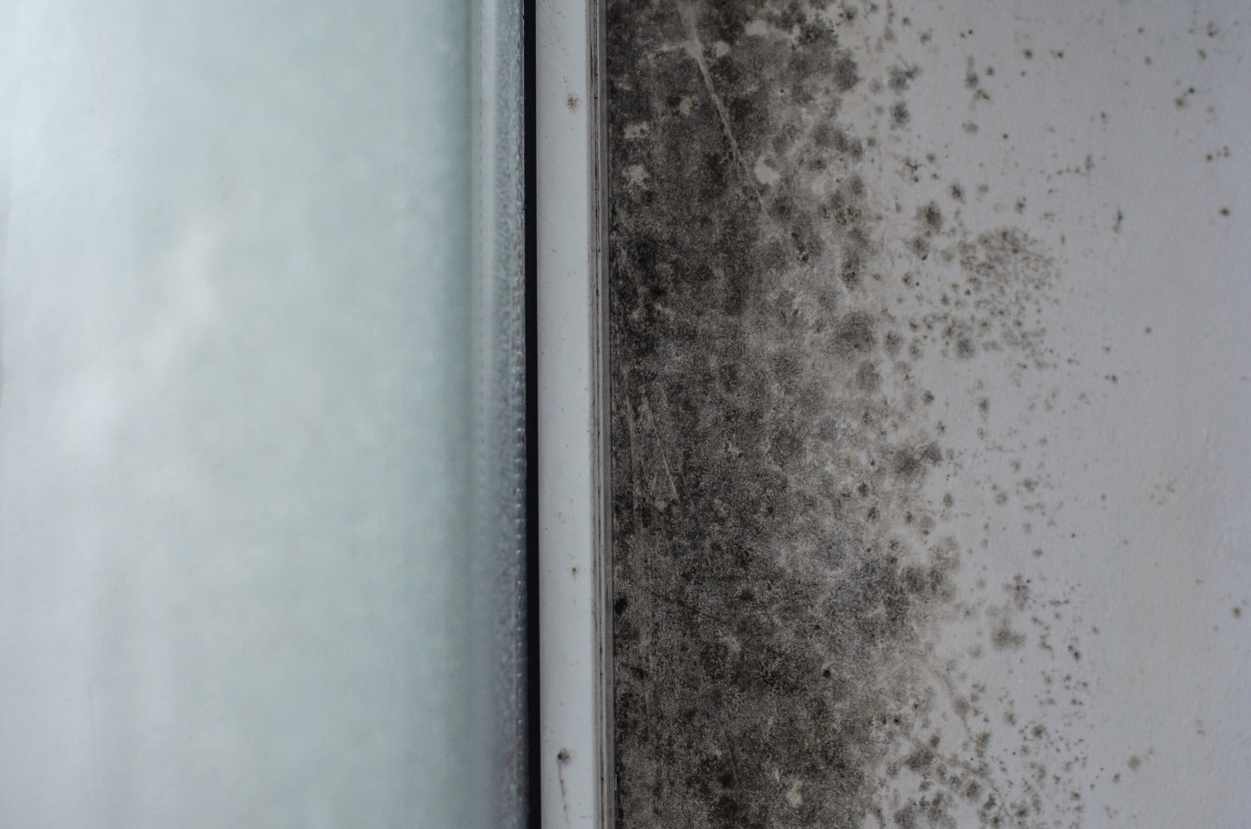What is Black Mold?