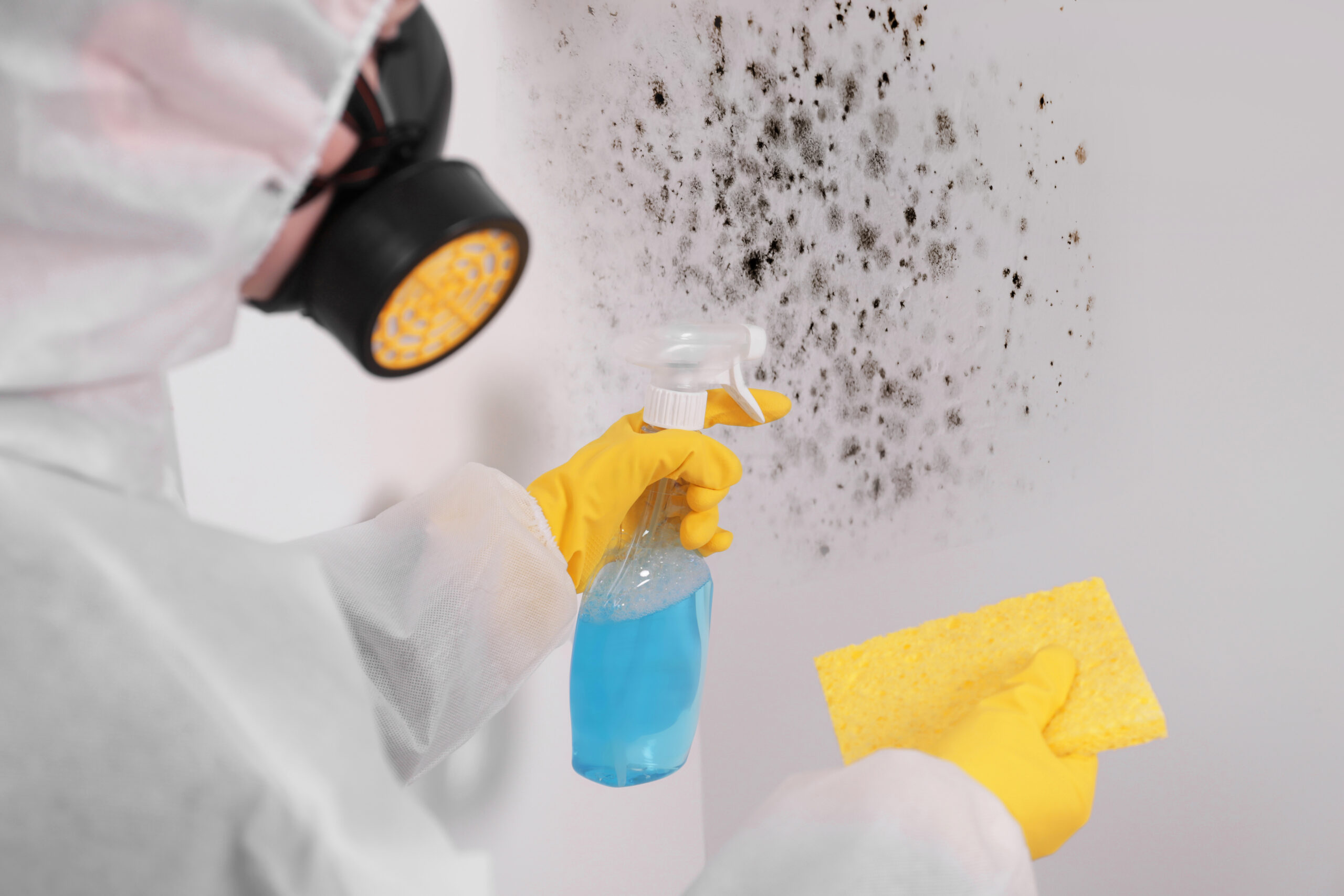 Can Bleach Kill Mold?