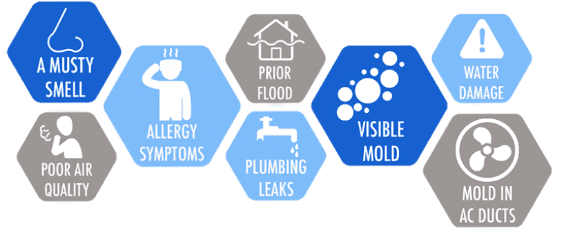 Mold Remediation Company In Florida | Mold Zero - Zero-Waste Mold Remediation Companies